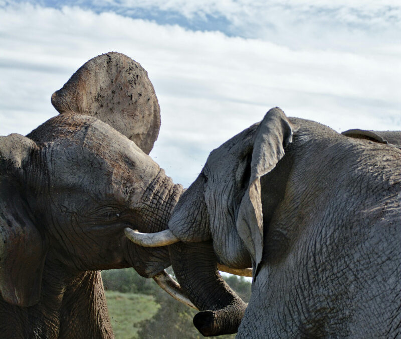 House of Deception: Seeds of Rivalry